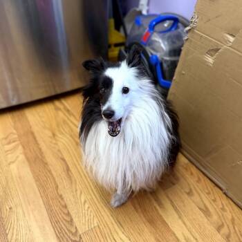 Rescue Shetland Sheepdog Sheltie Dogs for Adoption in Northbrook, Illinois - Breezy | PetCurious