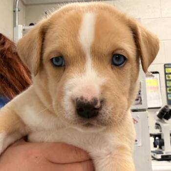 Husky Dogs Available for Adoption in Evansville, Indiana - Kanzan | PetCurious