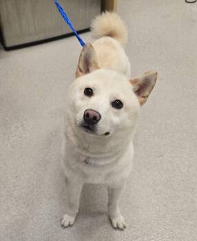 26-420 -  Shiba Inu Dog for Adoption in Lindenhurst, New York - 26-420 | PetCurious