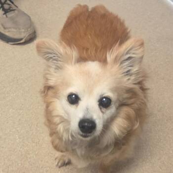Kyle -  Pomeranian and Chihuahua Dog Available for Adoption in Fort Bragg, California - Kyle | PetCurious