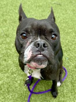 Delores -  Mixed Breed Dog for Adoption in Wichita, Kansas - Delores | PetCurious