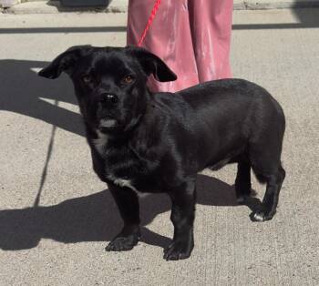 61803638 -  Chihuahua Dog for Adoption in Elko, Nevada - 61803638 | PetCurious
