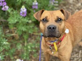 Pit Bull Terrier and Mixed Breed Dogs Available for Adoption in Portland, Oregon - Hashbrown | PetCurious