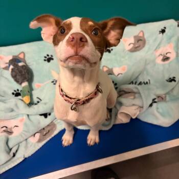 Pancake -  Australian Kelpie and Mixed Breed Dog for Adoption in Wilmington, Delaware - Pancake | PetCurious