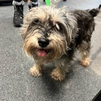 Mixed Breed Dogs Available for Adoption - Lexi | PetCurious