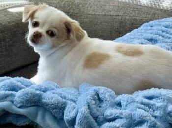 Japanese Chin Dogs Available for Adoption in Tifton, Georgia - Princess | PetCurious