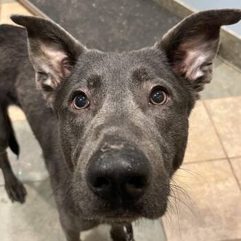 Padfoot -  Mixed Breed Dog for Adoption in Chattanooga, Tennessee - Padfoot | PetCurious