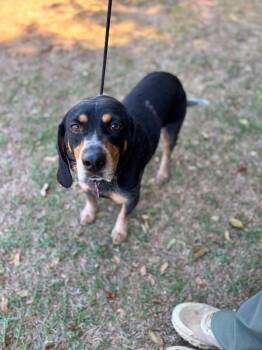 Beagle and Mixed Breed Dogs Available for Adoption in Aiken, South Carolina - Blue | PetCurious