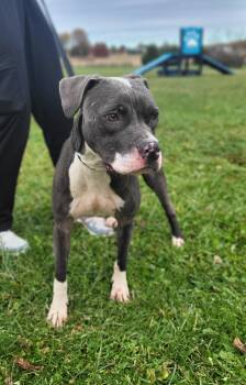 Rescue Pit Bull Terrier Dogs for Adoption in Wooster, Ohio - Stitch | PetCurious