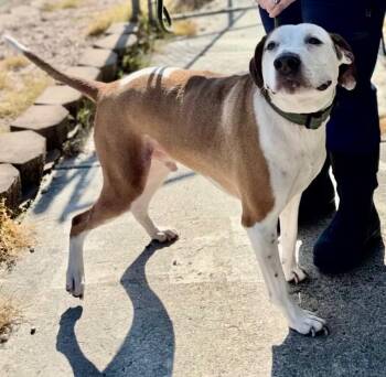 Pit Bull Terrier and Treeing Walker Coonhound Dogs Available for Adoption in Burgaw, North Carolina - Tommy | PetCurious