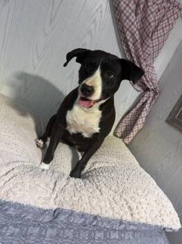 Rescue Bull Terrier Dogs for Adoption in Opelousas, Louisiana - Bianca | PetCurious