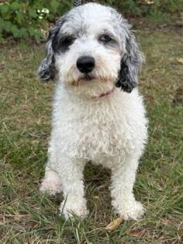 Sydney -  Poodle Dog for Adoption in Malvern, Pennsylvania - Sydney | PetCurious