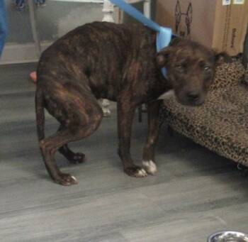 Rescue Pit Bull Terrier and Mixed Breed Dogs for Adoption in West Memphis, Arkansas - Betsy | PetCurious