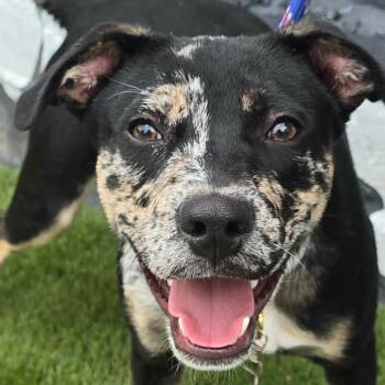 FOSTER NEEDED - George -  Catahoula Leopard Dog Dog for Adoption - FOSTER NEEDED - George | PetCurious