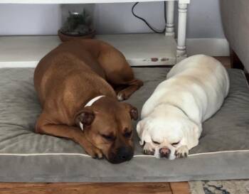 Bruno *Bonded to Chase* -  Pug and Beagle Dog for Adoption in Woodbury, Minnesota - Bruno *Bonded To Chase* | PetCurious