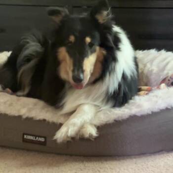 Collie Dogs Available for Adoption in Fredericksburg, Virginia - Marjorie | PetCurious