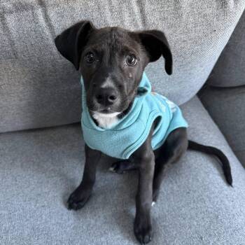 Mixed Breed Dogs Available for Adoption - Rico | PetCurious