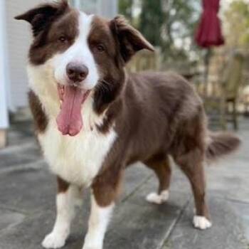 Australian Shepherd Dogs Available for Adoption in Collegeville, Pennsylvania - Lorenzo | PetCurious