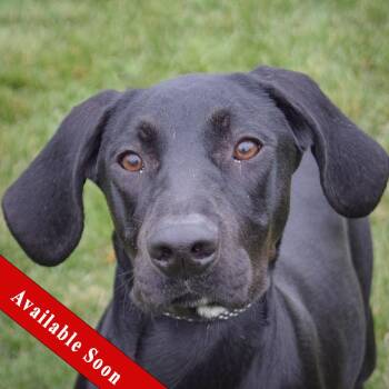 Rescue Black Labrador Retriever and Coonhound Dogs for Adoption in Huntley, Illinois - Beauty | PetCurious