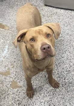 Mixed Breed Dogs Available for Adoption in West Chester, Pennsylvania - Oakley | PetCurious