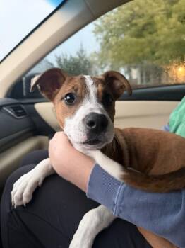 Clover -  Jack Russell Terrier and Pit Bull Terrier Dog for Adoption in Aurora, Colorado - Clover | PetCurious