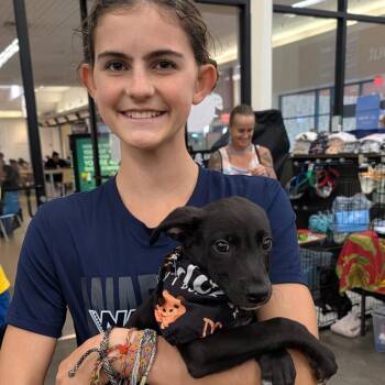 Boo -  Mixed Breed Dog for Adoption in Volcano, Hawaii - Boo | PetCurious