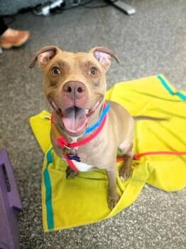 Robert -  Pit Bull Terrier and Mixed Breed Dog for Adoption in Westland, Michigan - Robert | PetCurious