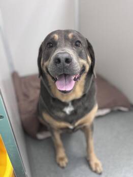 Taz -  Labrador Retriever Dog for Adoption in Sheboygan, Wisconsin - Taz | PetCurious
