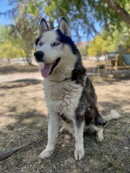 Siberian Husky Dogs Available for Adoption in Naperville, Illinois - Oreo | PetCurious