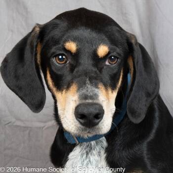 Baylor -  Hound Dog for Adoption in Montour Falls, New York - Baylor | PetCurious