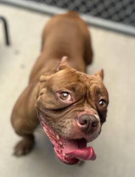 Nova -  American Bully Dog for Adoption in Mendham, New Jersey - Nova | PetCurious