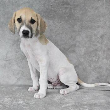 FOSTER NEEDED - Real Quiet -  Hound and Mixed Breed Dog for Adoption - FOSTER NEEDED - Real Quiet | PetCurious