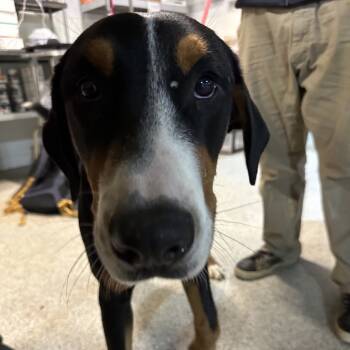 Rescue Greater Swiss Mountain Dog Dogs for Adoption in West Chester, Pennsylvania - Donkey | PetCurious