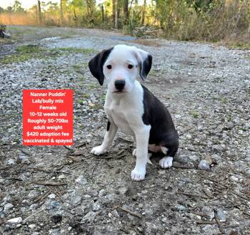 Labrador Retriever and American Bully Dogs Available for Adoption - Nanner Puddin