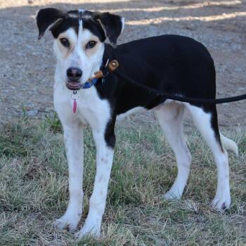 Sir Banks -  Terrier Dog for Adoption in Brentwood, Missouri - Sir Banks | PetCurious