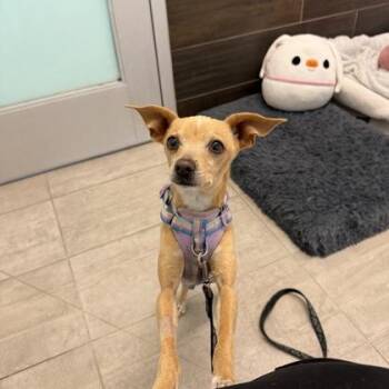Chihuahua and Mixed Breed Dogs Available for Adoption - Carmen | PetCurious
