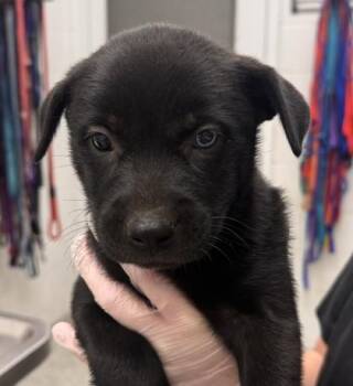 Bee -  Mixed Breed Dog for Adoption in Kansas City, Missouri - Bee | PetCurious