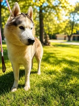 Husky Dogs Available for Adoption in Carbon Hill, Illinois - Asher  | PetCurious