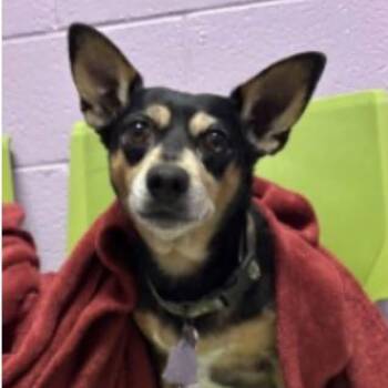 SAMMY -  Chihuahua Dog for Adoption in Graham, Washington - SAMMY | PetCurious