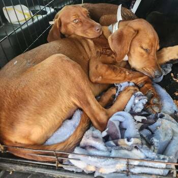 Lennox -  Doberman Pinscher and Mixed Breed Dog for Adoption in Hackett, Arkansas - Lennox | PetCurious