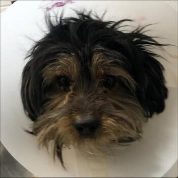 Cairn Terrier and Poodle Dogs Available for Adoption - Cactus Pete | PetCurious