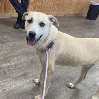 Yellow Labrador Retriever Dogs Available for Adoption - Michael J Fox | PetCurious