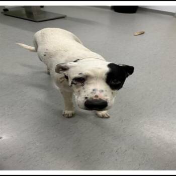 Tucker -  Border Collie Dog Available for Adoption in Apache Junction, Arizona - Tucker | PetCurious