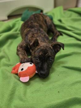 Brinlee -  American Bulldog Dog for Adoption in Lakeland, Florida - Brinlee | PetCurious