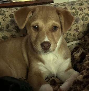 Haze -  Rottweiler and Hound Dog for Adoption in Carmel Hamlet, New York - Haze | PetCurious