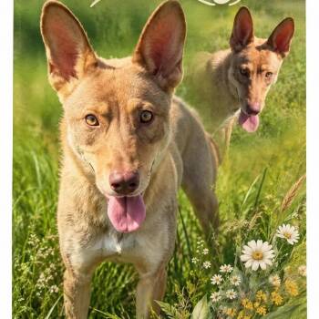 Shepherd and Mixed Breed Dogs Available for Adoption in Hackett, Arkansas - Shelby | PetCurious