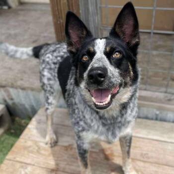 Rescue Australian Cattle Dog Blue Heeler Dogs for Adoption in Center Point, Texas - Lyric | PetCurious