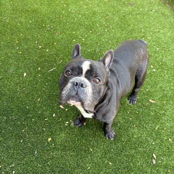 Rescue French Bulldog Dogs for Adoption in Loxahatchee Groves, Florida - Chorizo | PetCurious