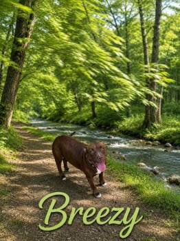 Breezy -  Pit Bull Terrier Dog for Adoption in Zimmerman, Minnesota - Breezy | PetCurious