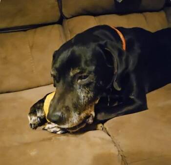 Rescue Labrador Retriever and Great Dane Dogs for Adoption in Decatur, Alabama - Big Boi | PetCurious